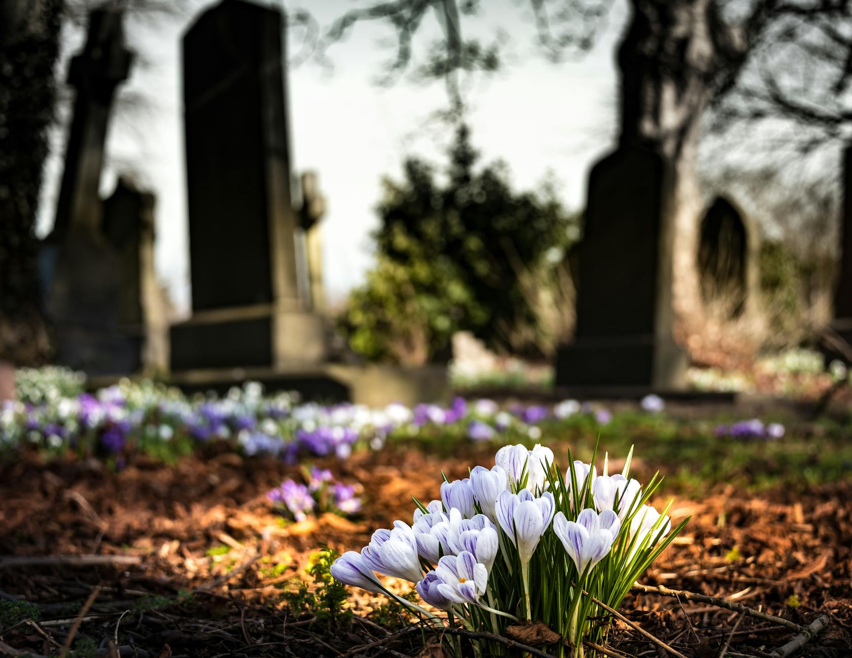 A graveyard with purple and white flowers. 