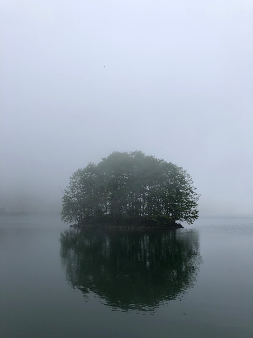 A small island with only trees in the middle of lake. 