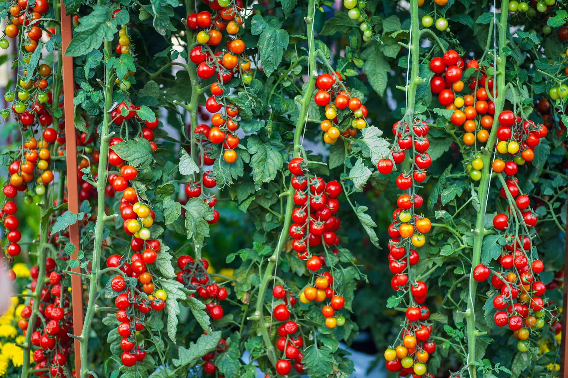 I ate a tomatoe, right from the&nbsp;vine.